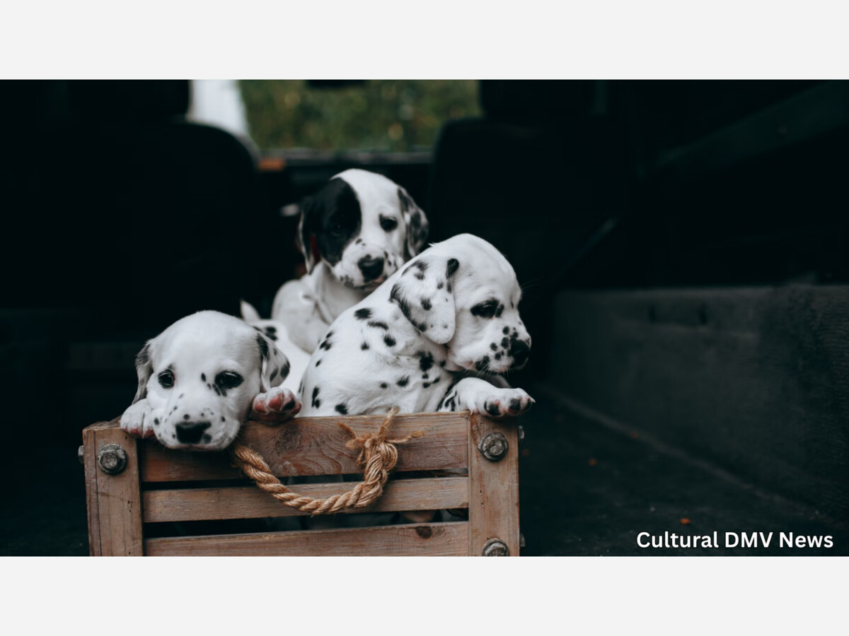 At the Big Bad Woof: Five Puppies, a Handful of Cats, and the Quiet Work of Rescue