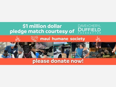 Maui Fires - Fundraising for Maui Humane Society and Maui's animals