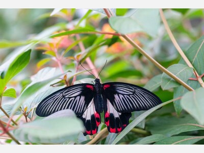 Flight of Wonder: Inside The Butterfly Experience at Brookside Gardens