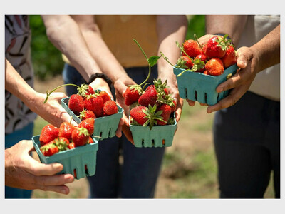 2026 Moon Valley Farm Strawberry Festivals