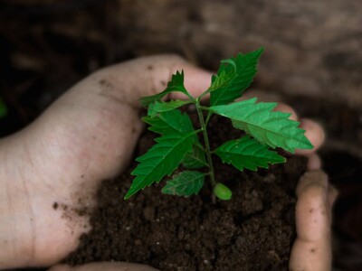Plant a Seed on Earth Day!